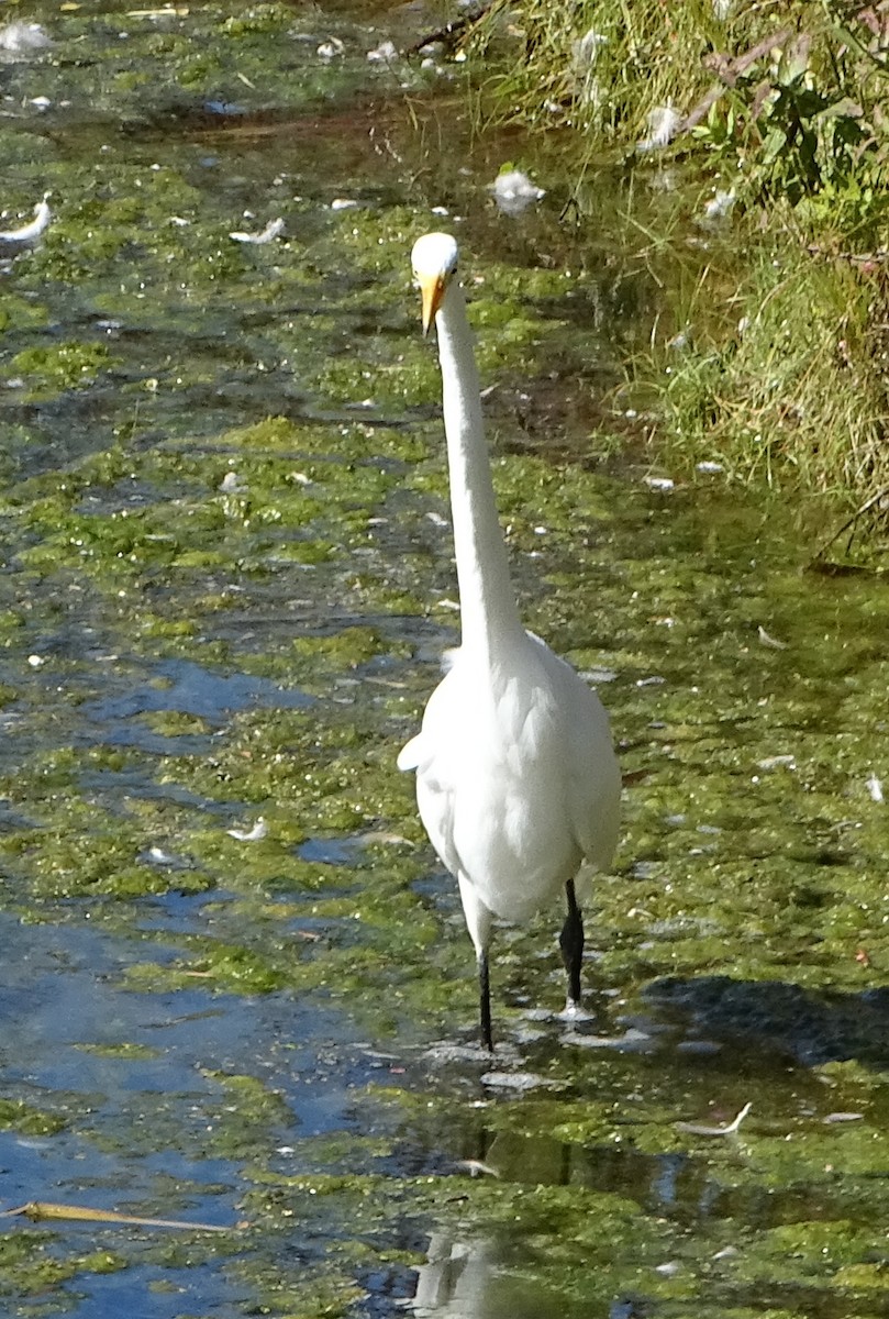 Great Egret - ML263232391