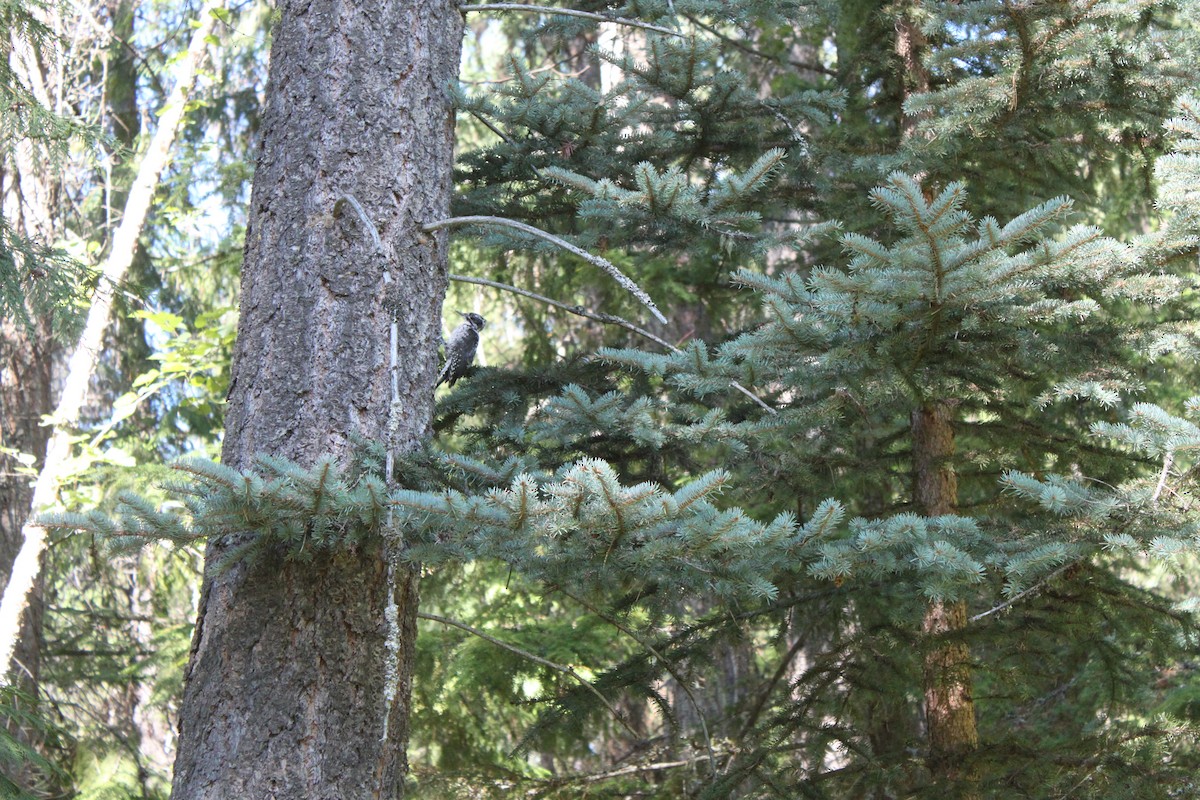 American Three-toed Woodpecker - ML263234071