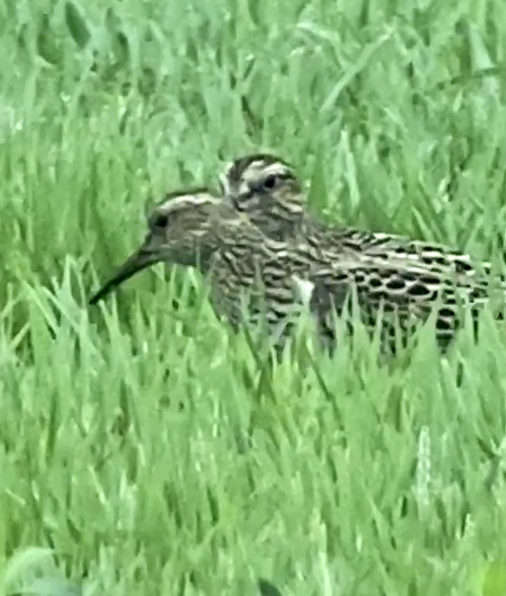 Pectoral Sandpiper - Soule Mary