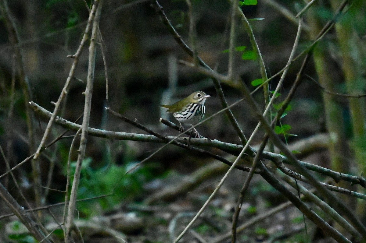 Ovenbird - ML263234881