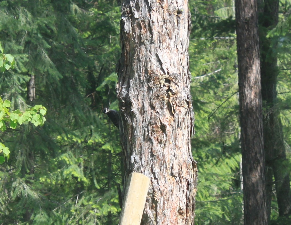 American Three-toed Woodpecker - Jan Rose