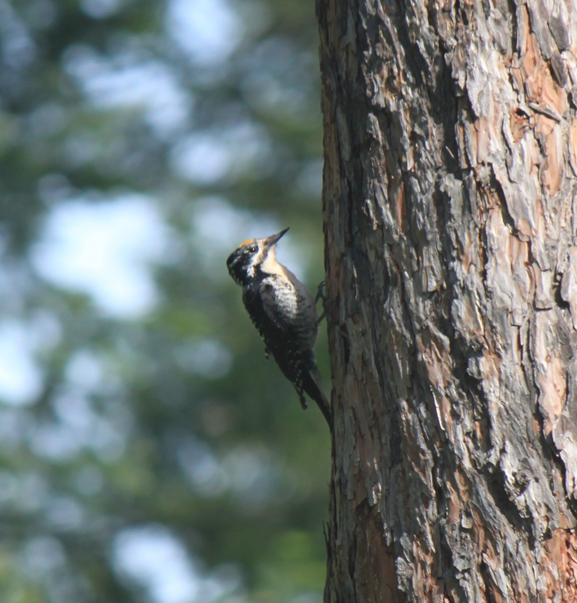 American Three-toed Woodpecker - Jan Rose