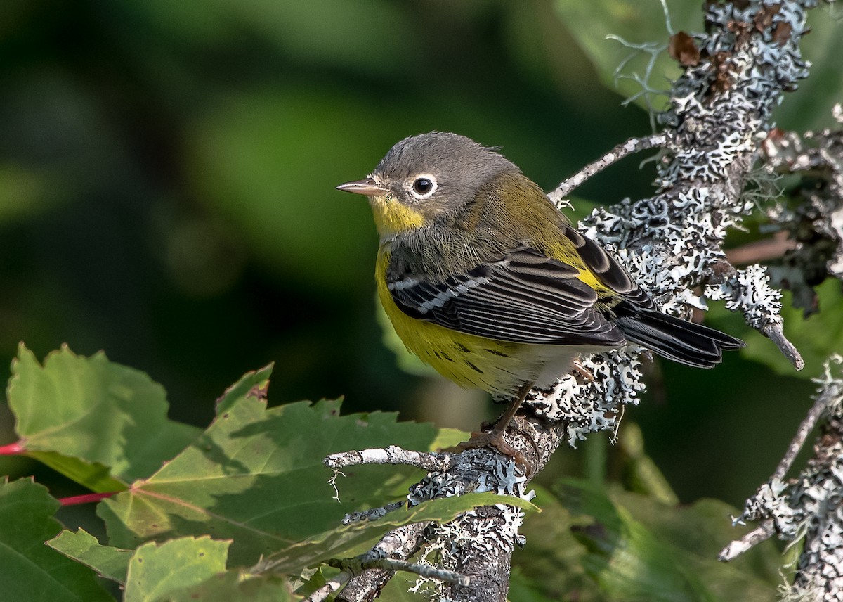 Magnolia Warbler - ML263236311