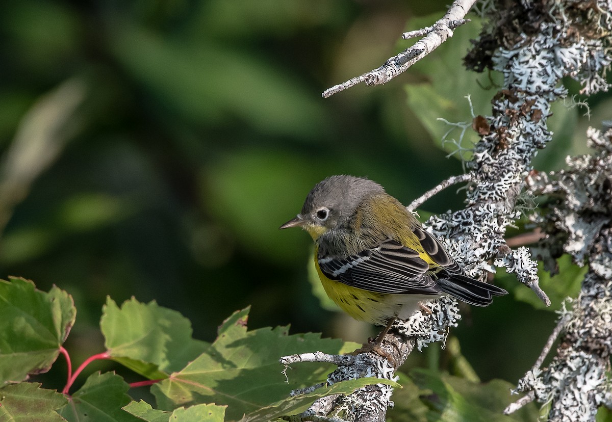 Magnolia Warbler - ML263236731