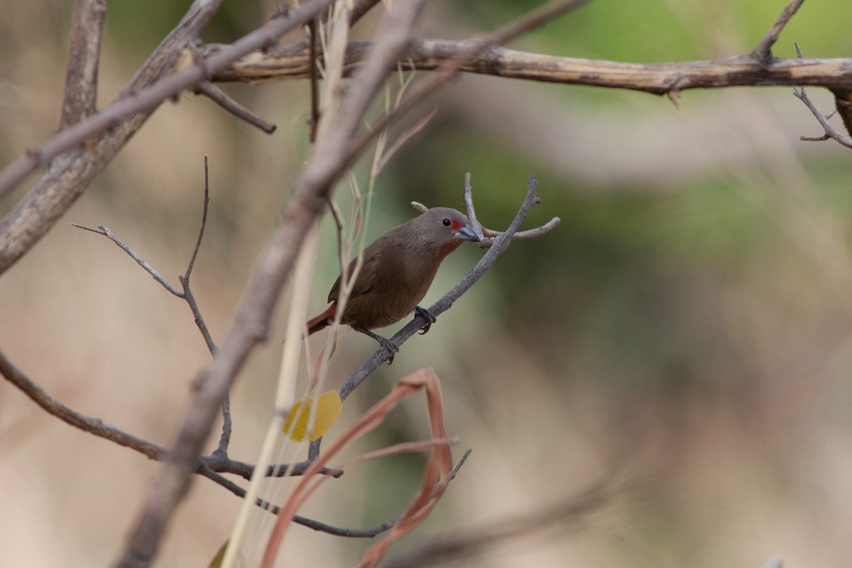 Reichenow's Firefinch - ML263237511