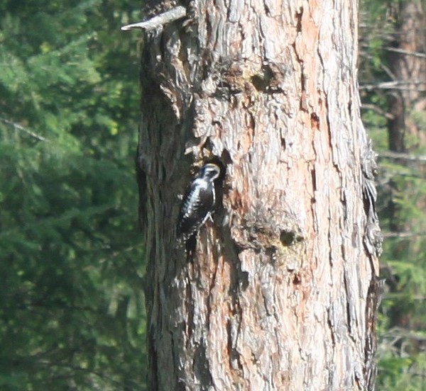 American Three-toed Woodpecker - ML263237871