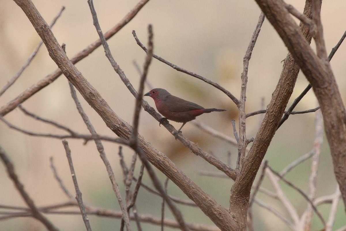 Reichenow's Firefinch - ML263238121