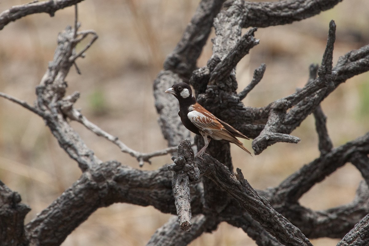 Chestnut-backed Sparrow-Lark - ML263238151