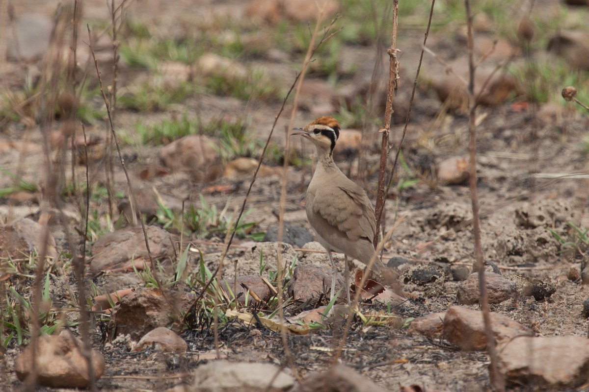 Temminck's Courser - ML263238161