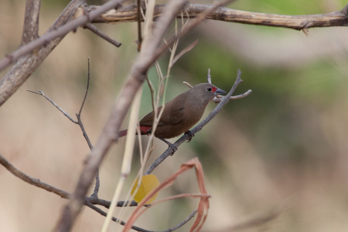 Reichenow's Firefinch - ML263238321