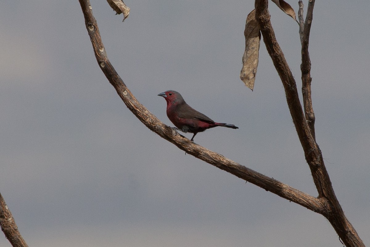 Reichenow's Firefinch - ML263238331