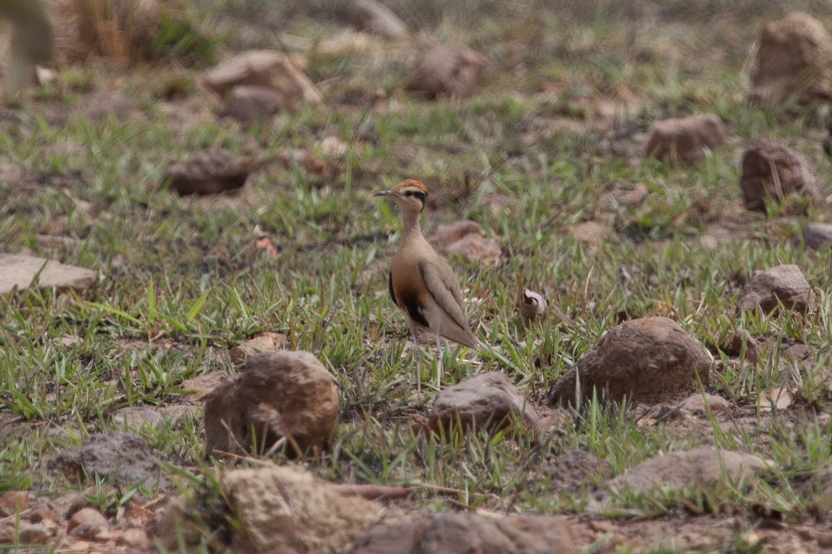 Temminck's Courser - ML263238411