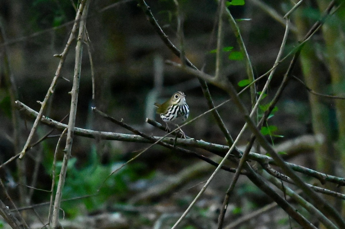 Ovenbird - Bill Schneider