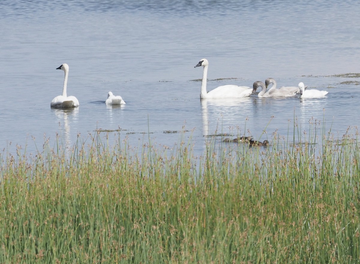 Trumpeter Swan - ML263240571