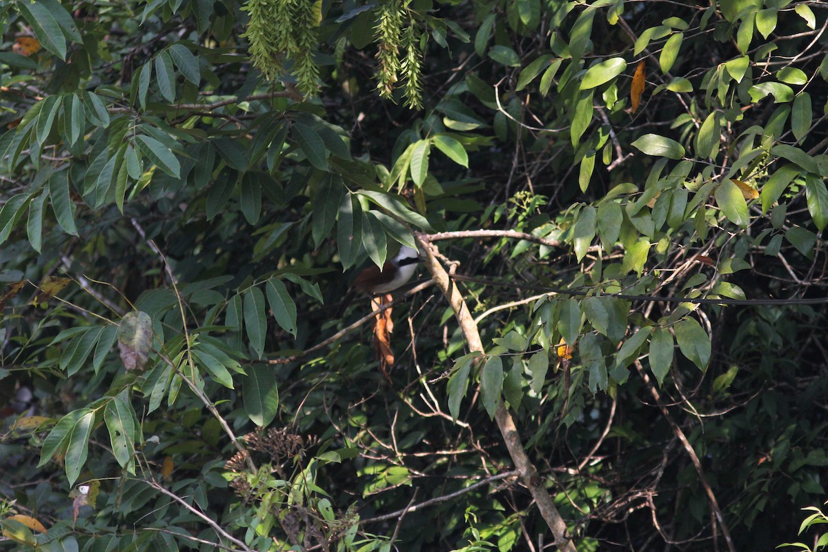 White-crested Laughingthrush - ML263241301