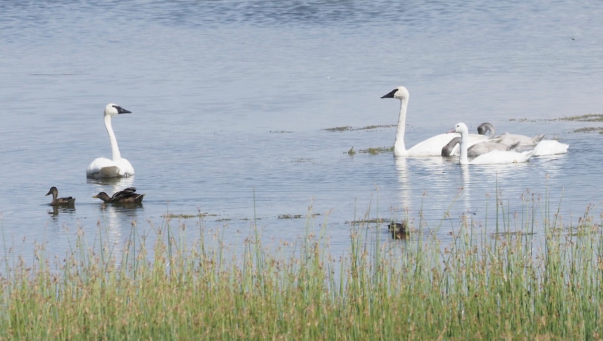 Trumpeter Swan - Bob Foehring