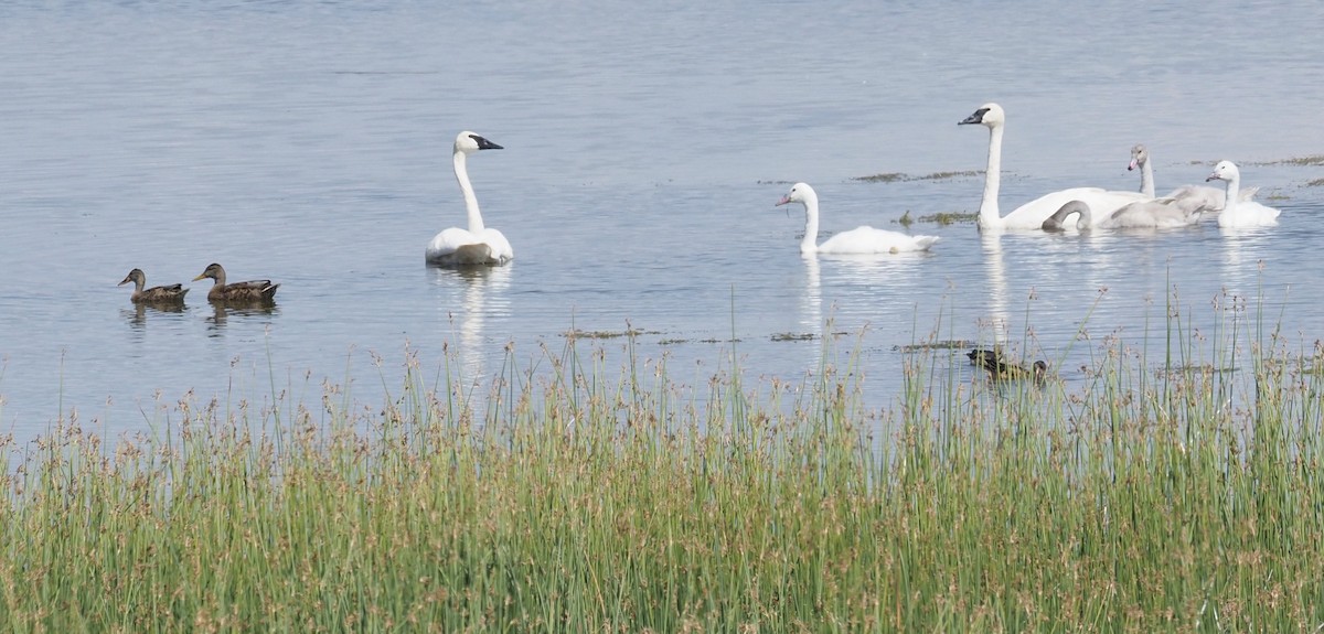 Trumpeter Swan - Bob Foehring