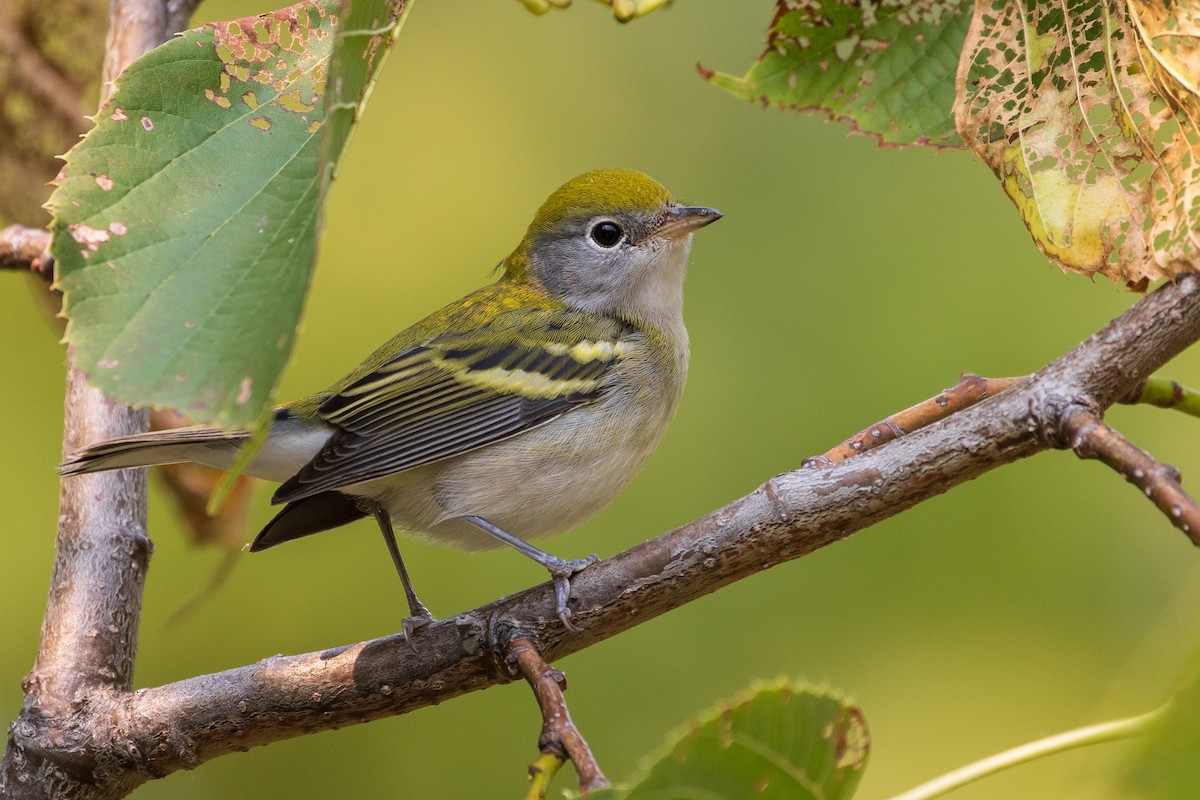 Chestnut-sided Warbler - ML263245381