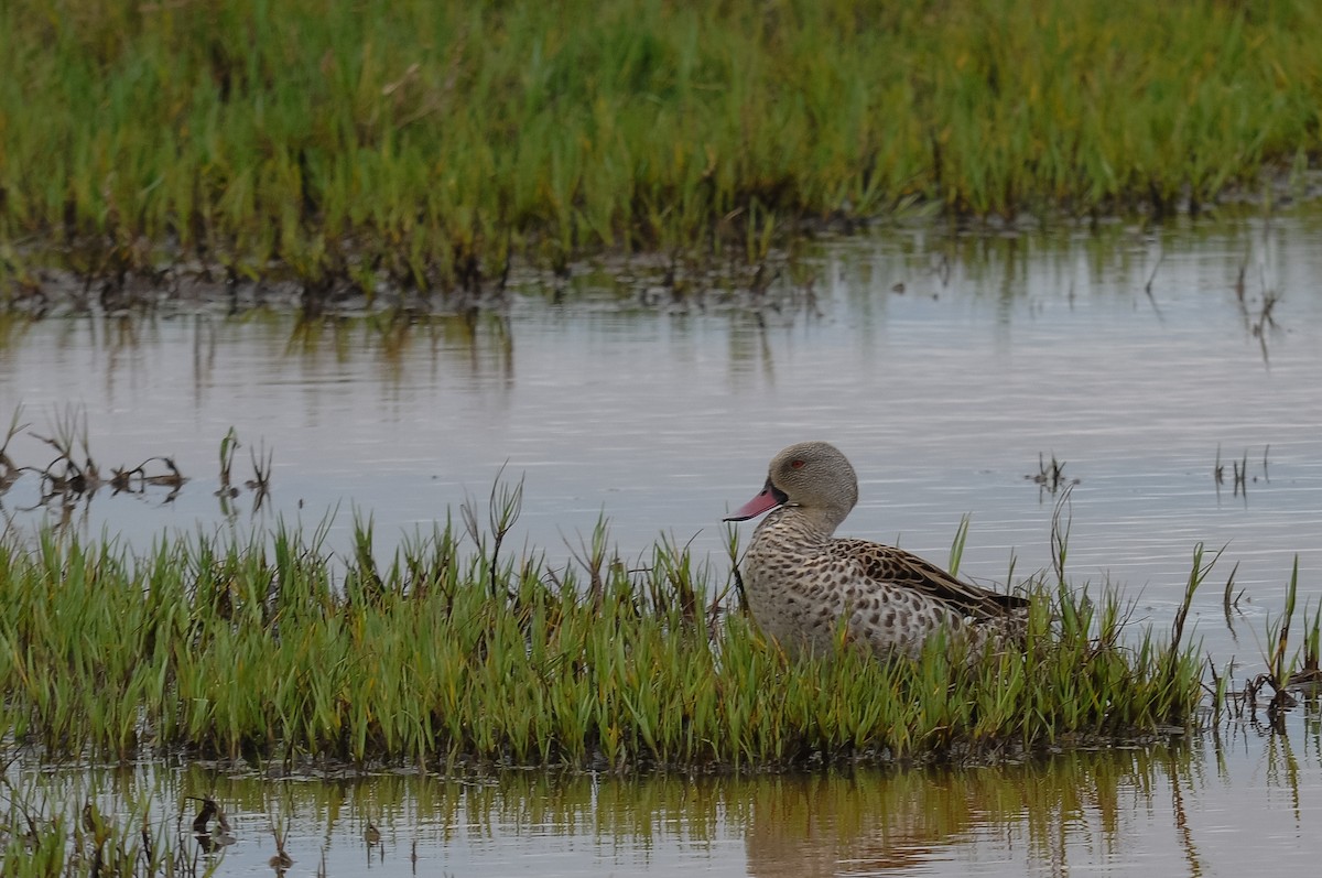 Cape Teal - ML263245701