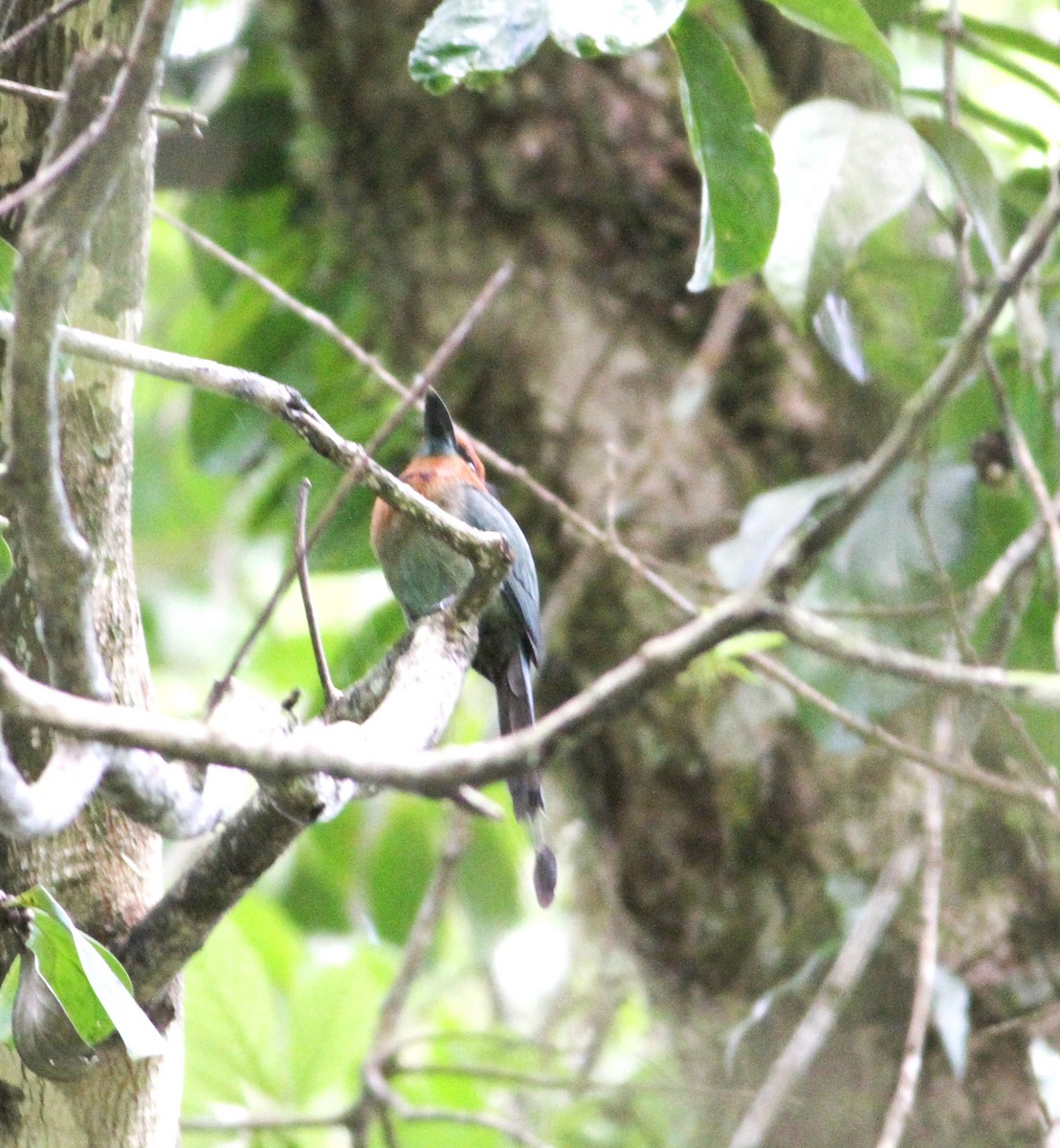 Broad-billed Motmot - ML26324591