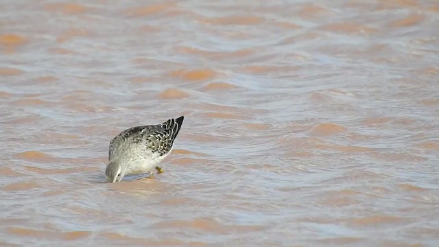 Stilt Sandpiper - ML263247131