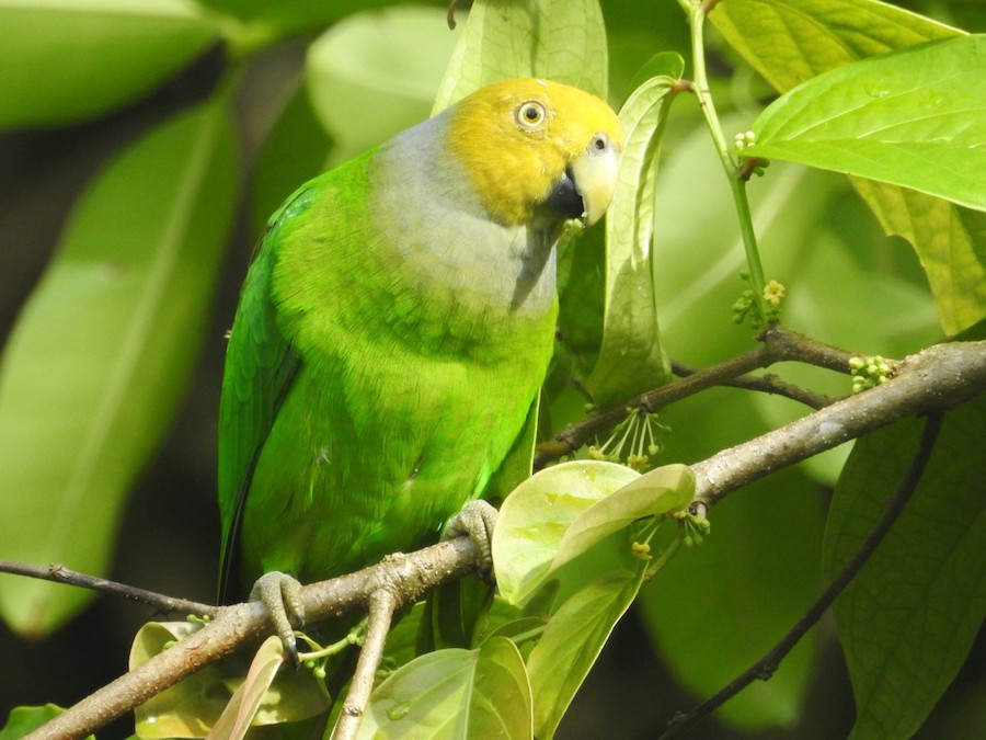 Singing Parrot - eBird