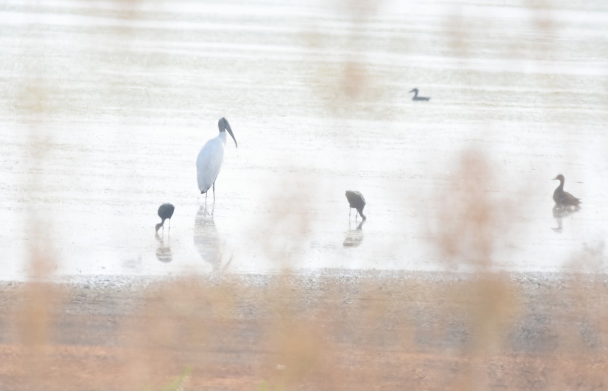 Wood Stork - ML263249031