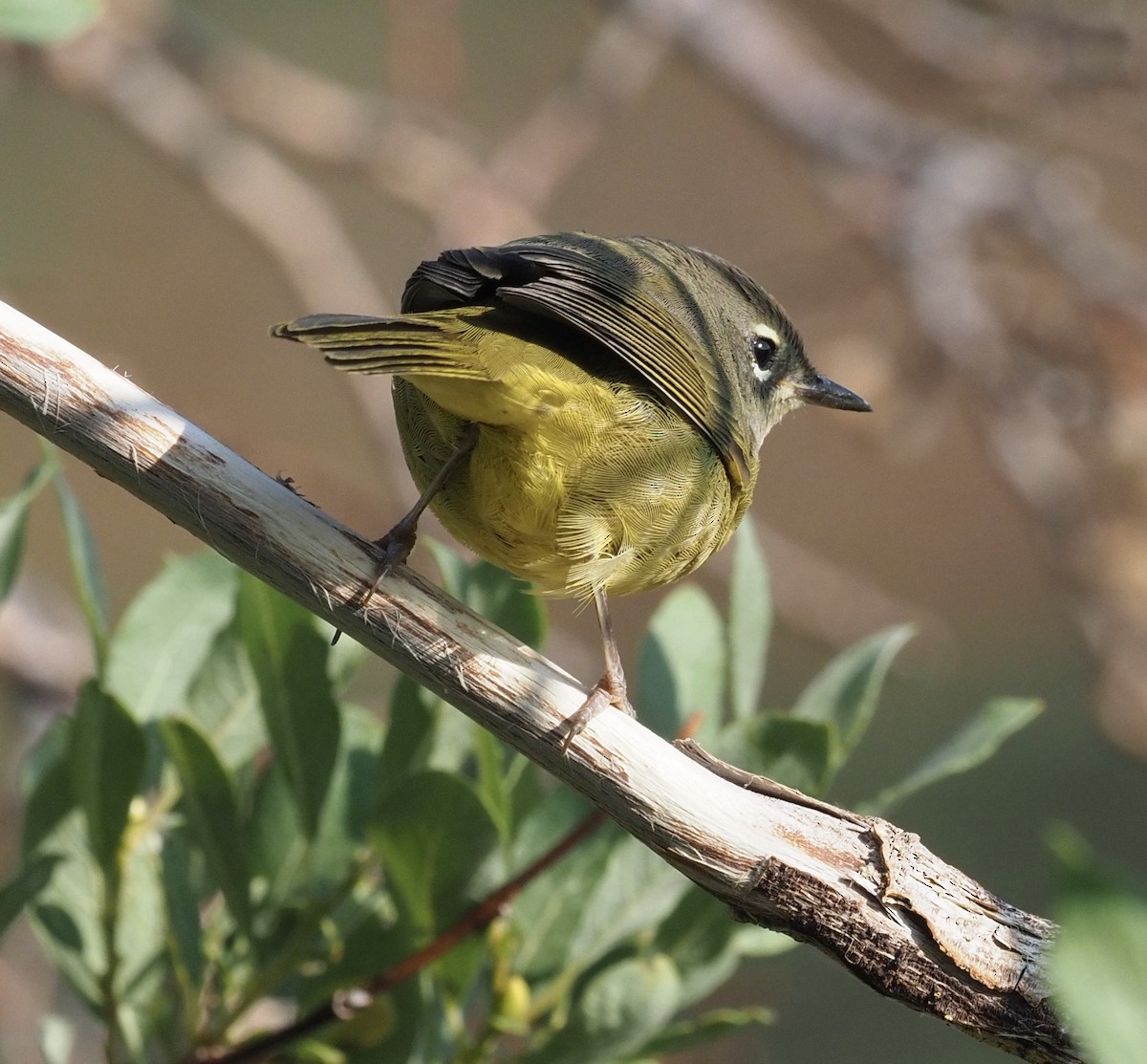 MacGillivray's Warbler - ML263251201