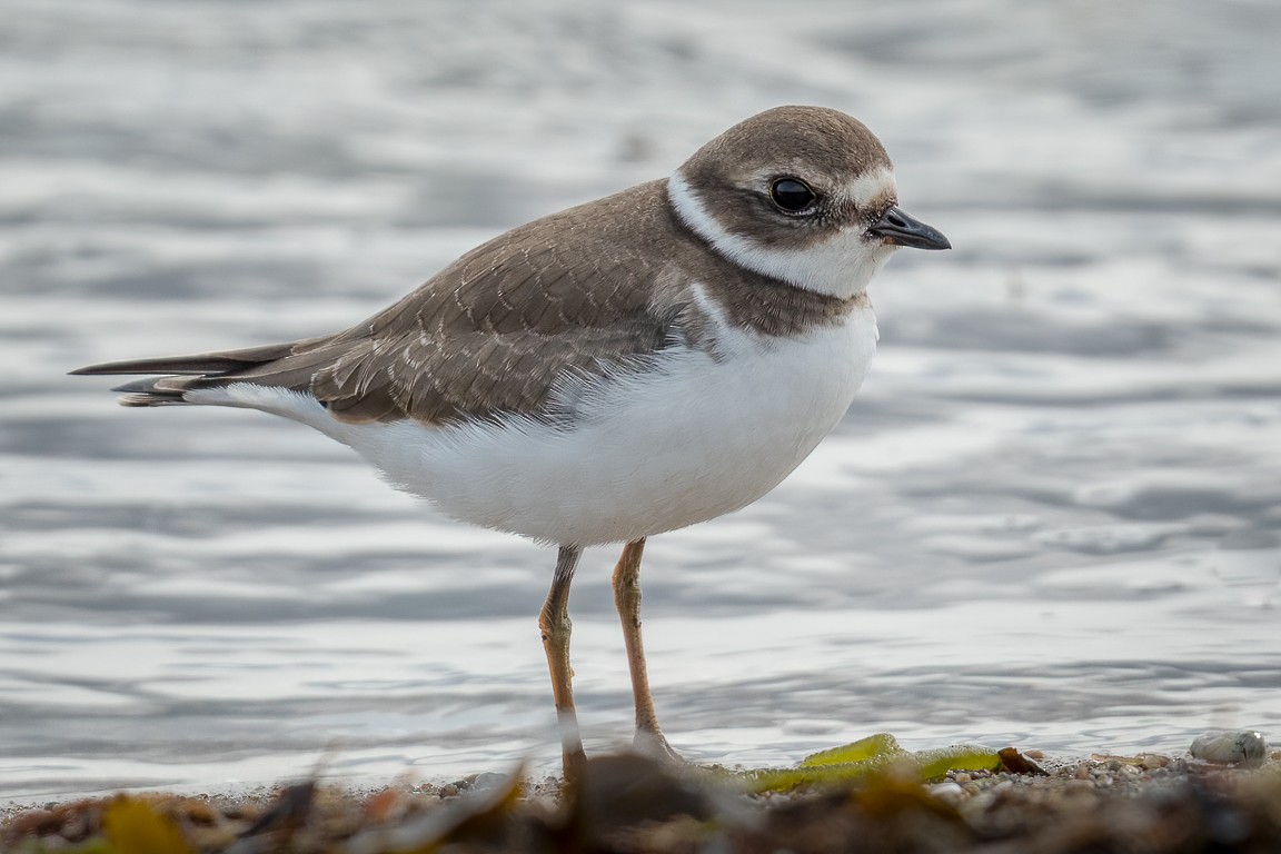 Semipalmated Plover - ML263251241