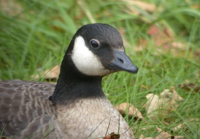 Branta kanadar txikia - ML26325151