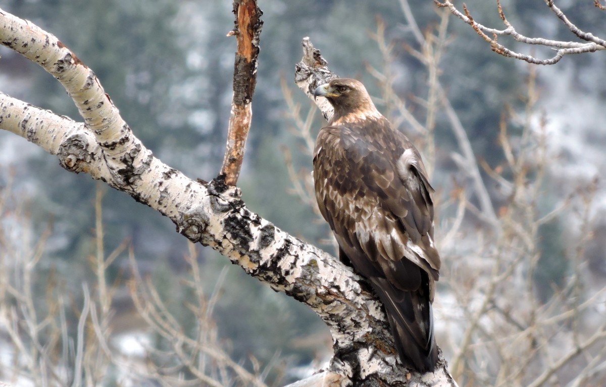 Golden Eagle - Daniel Casey