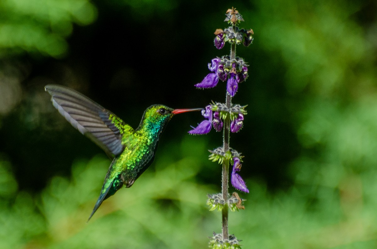 Glittering-bellied Emerald - ML263252241