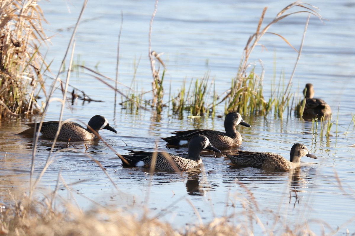 Blue-winged Teal - ML26325351