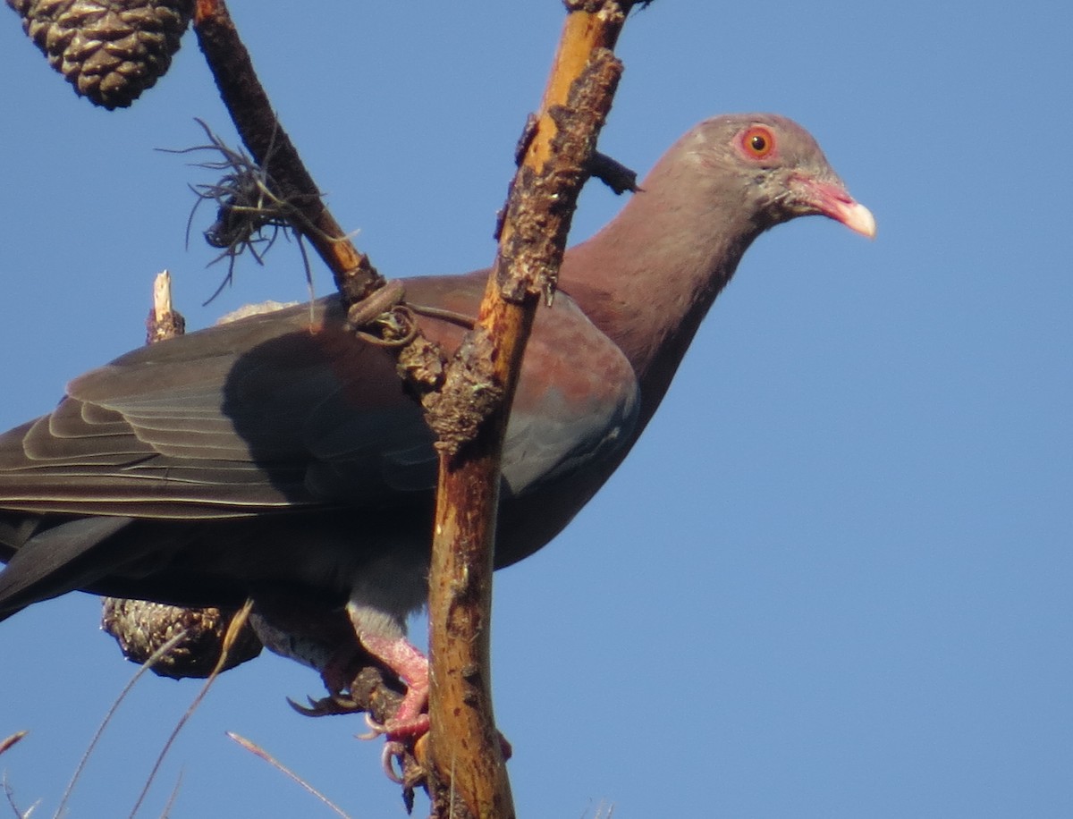 Red-billed Pigeon - ML263253851