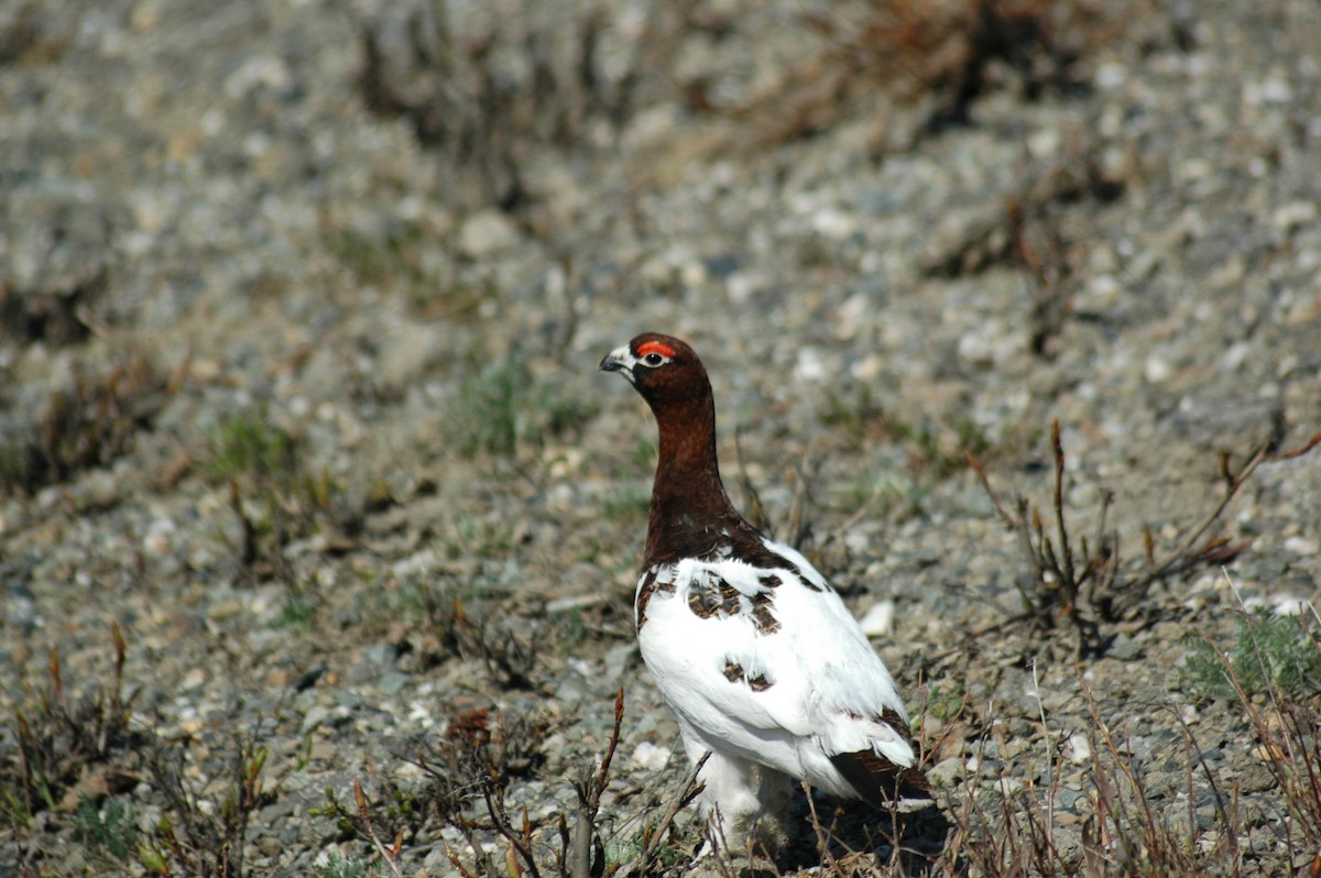 Willow Ptarmigan - ML263254011