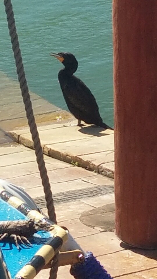 Double-crested Cormorant - ML26325481