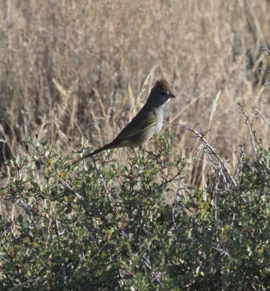 Green-tailed Towhee - ML263254891