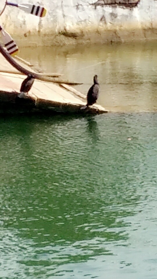 Double-crested Cormorant - ML26325491