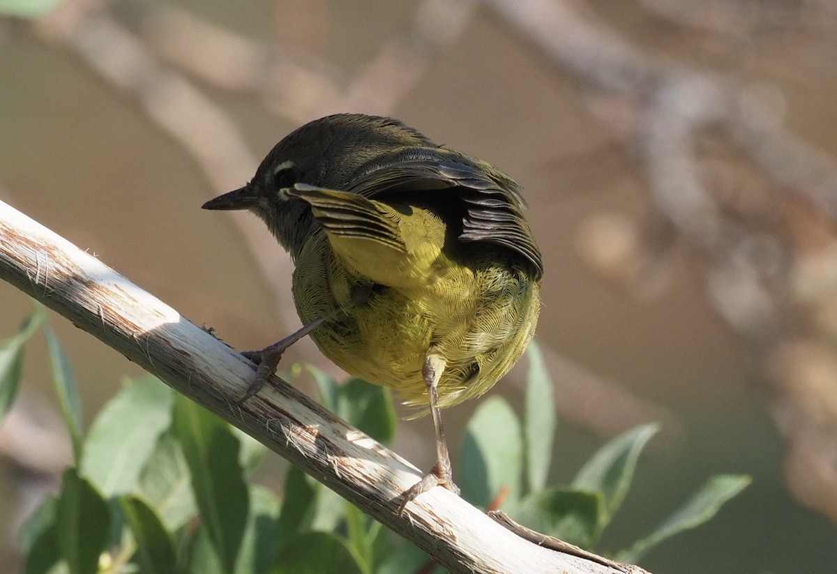 MacGillivray's Warbler - ML263254911