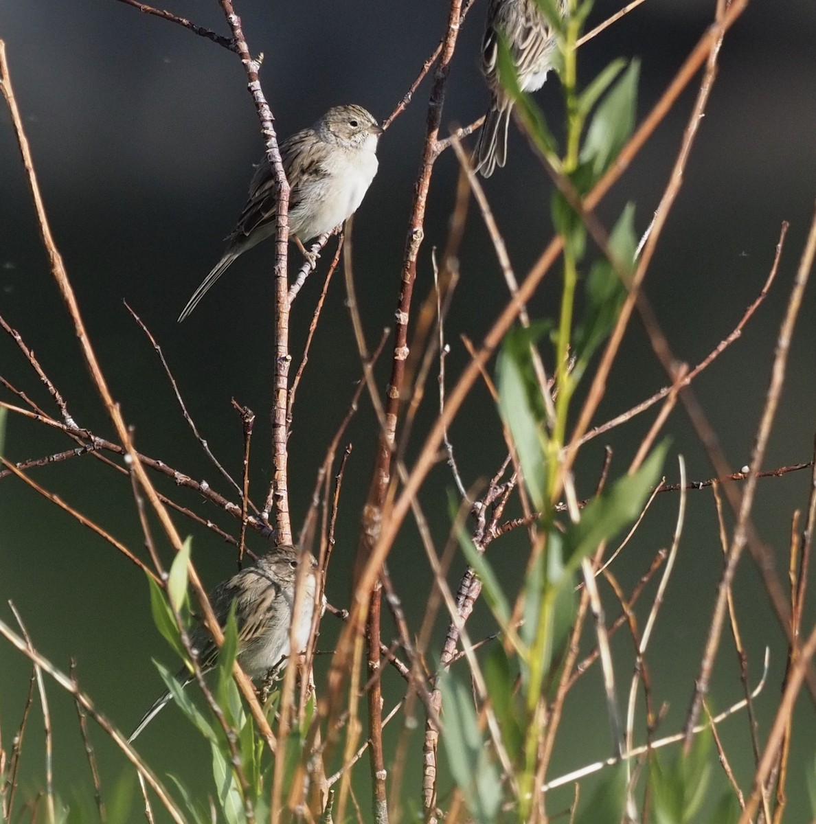 Brewer's Sparrow - ML263255051