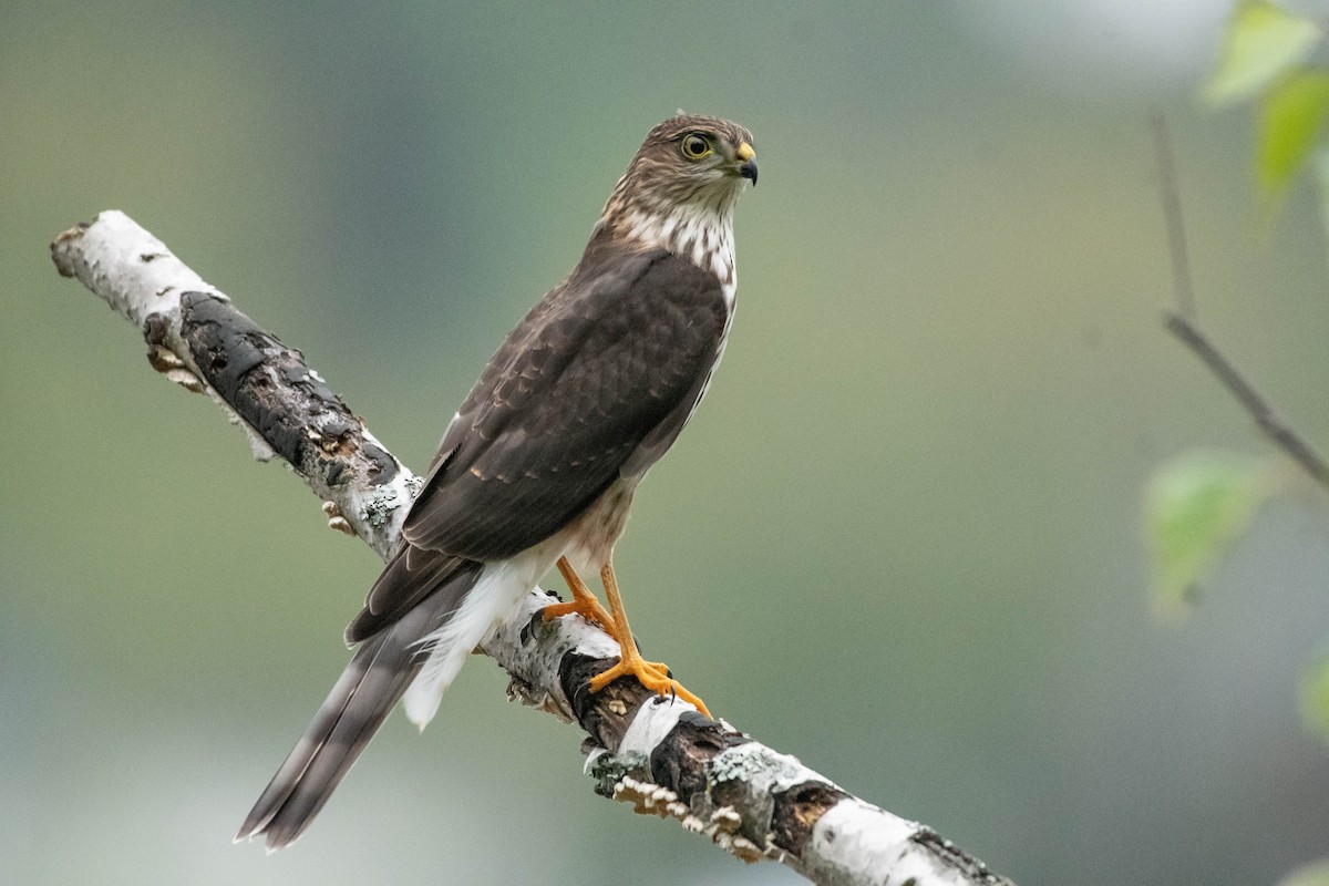 Sharp-shinned Hawk - Annie Lavoie