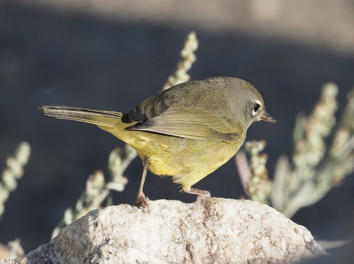 MacGillivray's Warbler - ML263255241