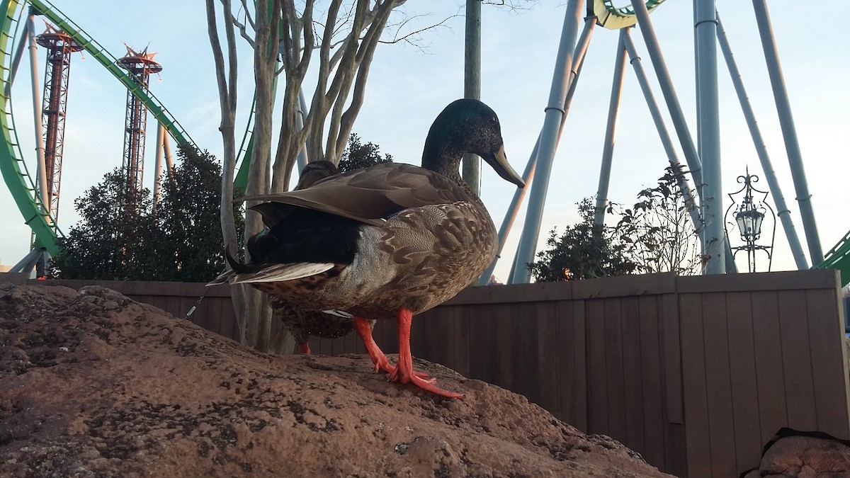 Mallard - ML26325551