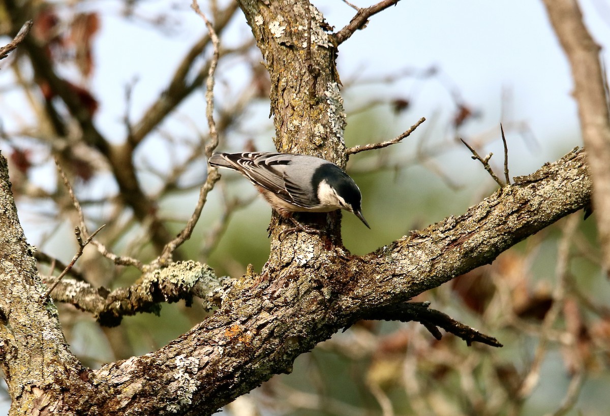 White-breasted Nuthatch - ML263255761