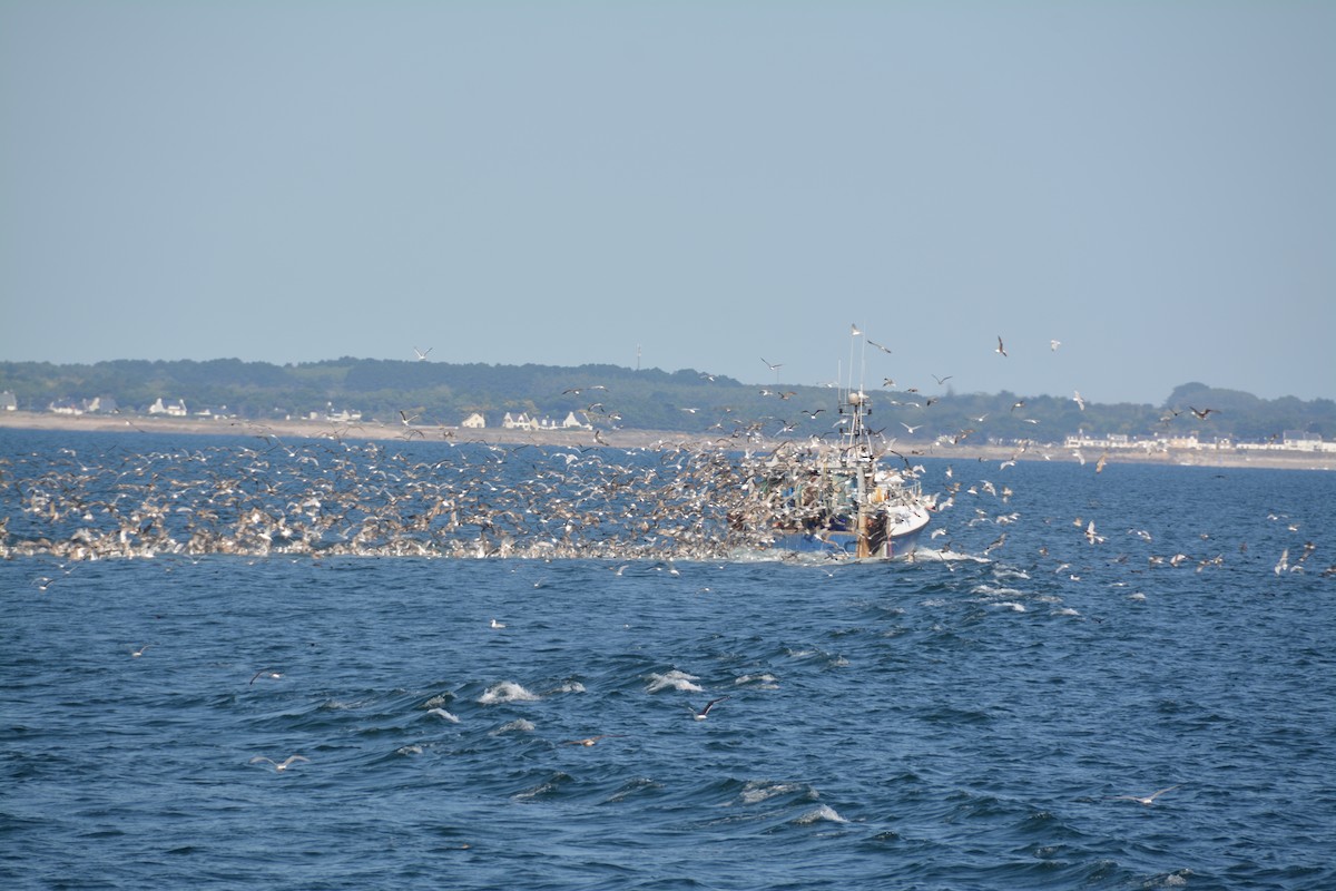 racek mořský - ML263255951