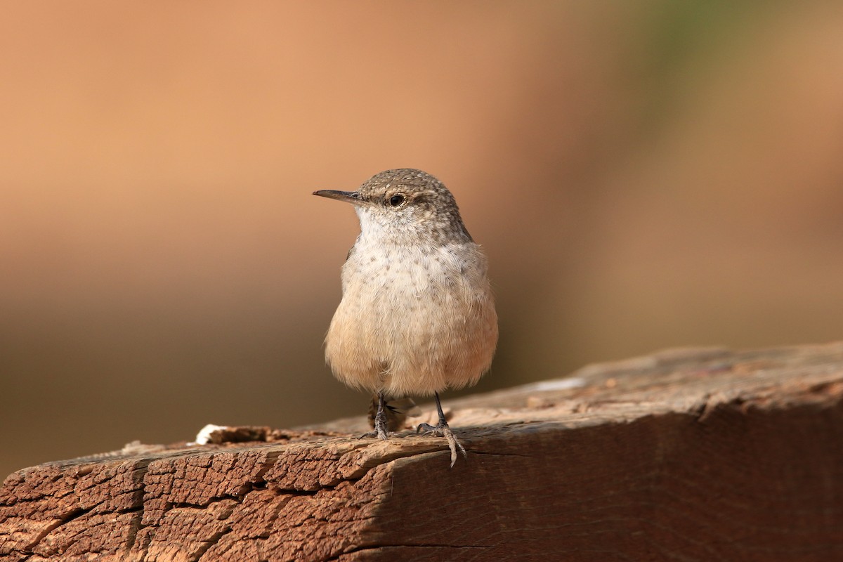Rock Wren - ML263256021