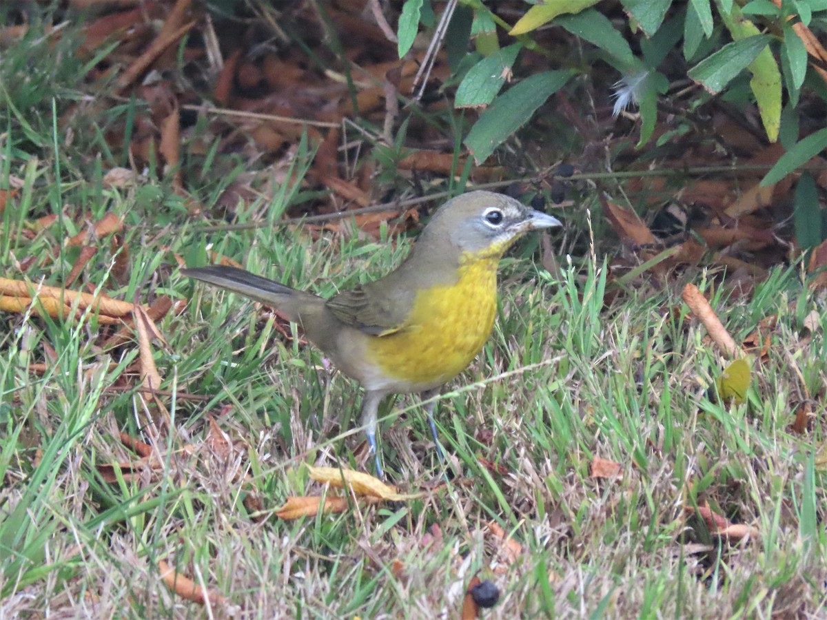 Yellow-breasted Chat - ML263256471