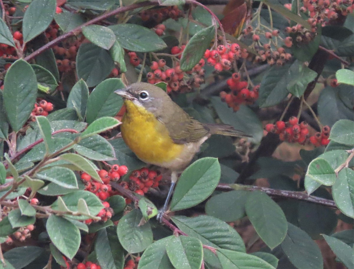 Yellow-breasted Chat - ML263256511
