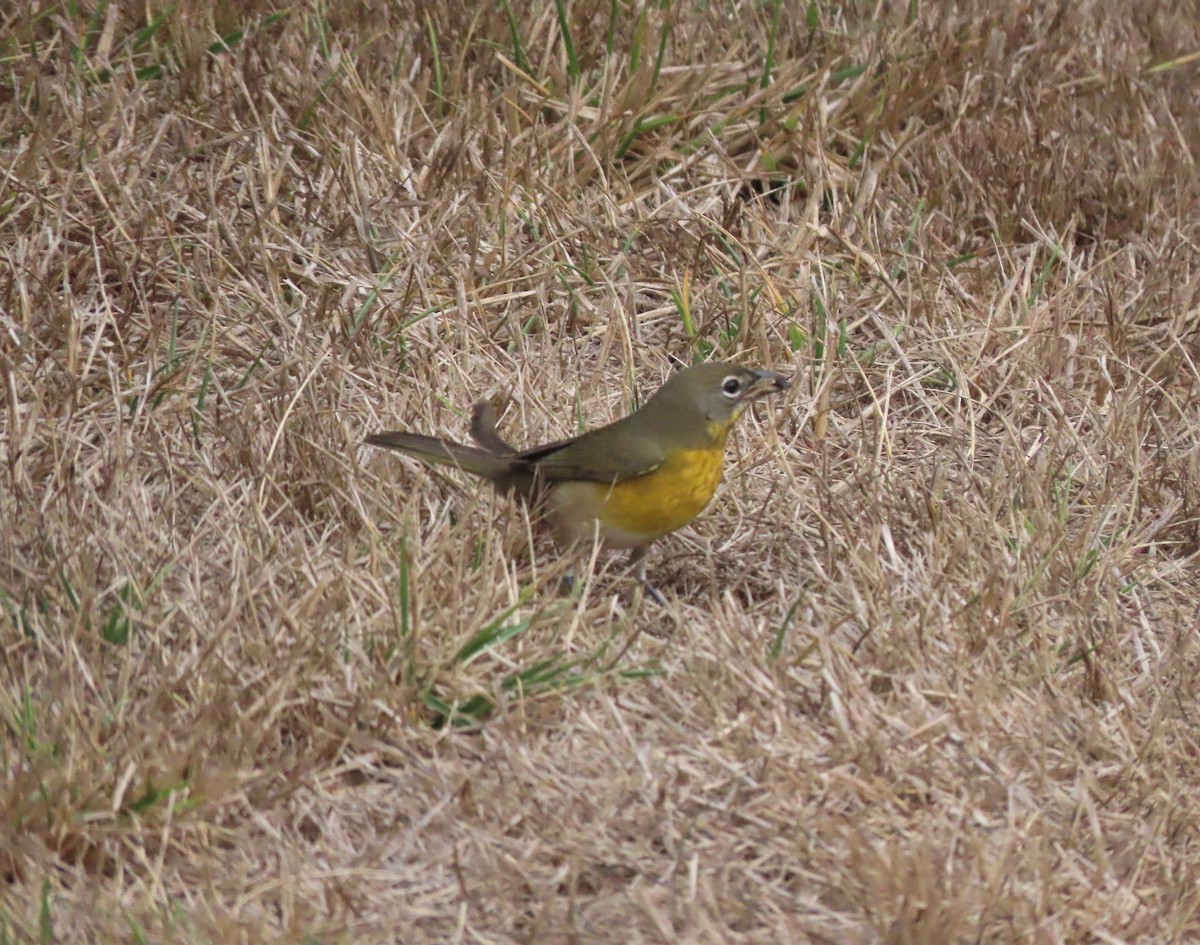 Yellow-breasted Chat - ML263257251