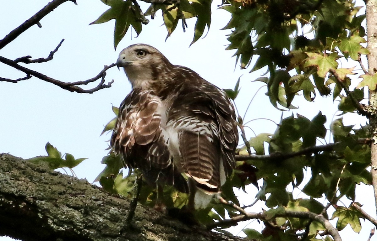 Red-tailed Hawk - ML263258661